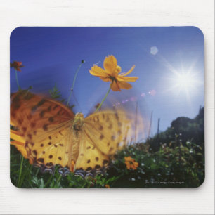 Tapis De Souris Plan rapproché de papillon, agitant des ailes