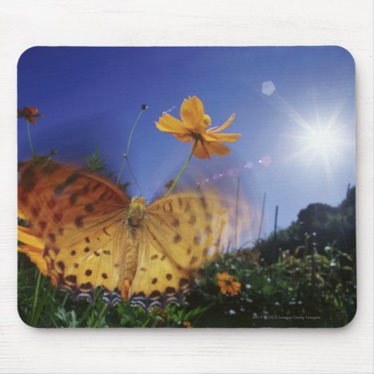 Tapis De Souris Plan rapproché de papillon, agitant des ailes (Devant)