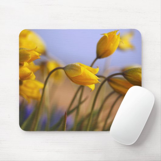 Tapis De Souris Plan rapproché des jonquilles (Avec souris)