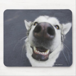 Tapis De Souris Plan rapproché du nez du chien de traîneau
