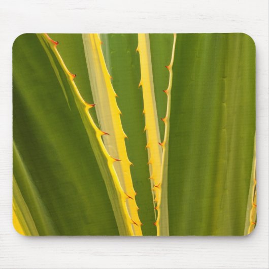Tapis De Souris Plante d'Agave Abstrait (Devant)