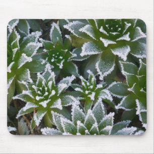 Tapis De Souris plante grasse Hen & Chicks avec gelée au début de 
