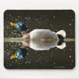 Tapis De Souris (Platyrhyncus d'ana), secouant outre de l'eau