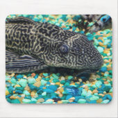 Tapis De Souris Plecostomus Sur Gravure (Devant)