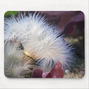 Tapis De Souris Plumose Anemone - Mousepad
