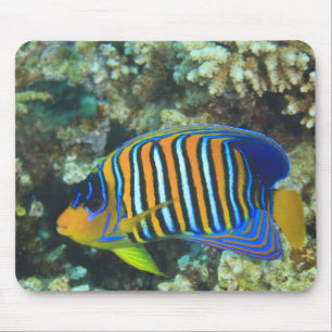 Tapis De Souris Poisson-ange royal juvénile Pygoplites