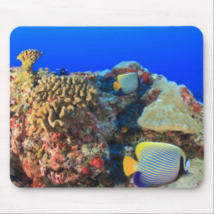 Tapis De Souris Poisson-ange royal Pygoplites diacanthus),