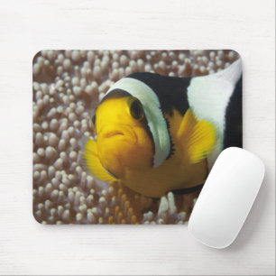 Tapis De Souris Poisson clown - Gros plan ! So cute - Nemo en Anem