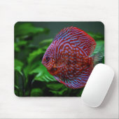 Tapis De Souris poisson, discus, eau (Avec souris)