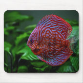 Tapis De Souris poisson, discus, eau (Devant)
