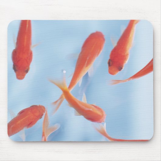 Tapis De Souris Poisson d'or (Devant)