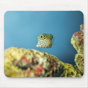 Tapis De Souris Poisson, Mer, Nature