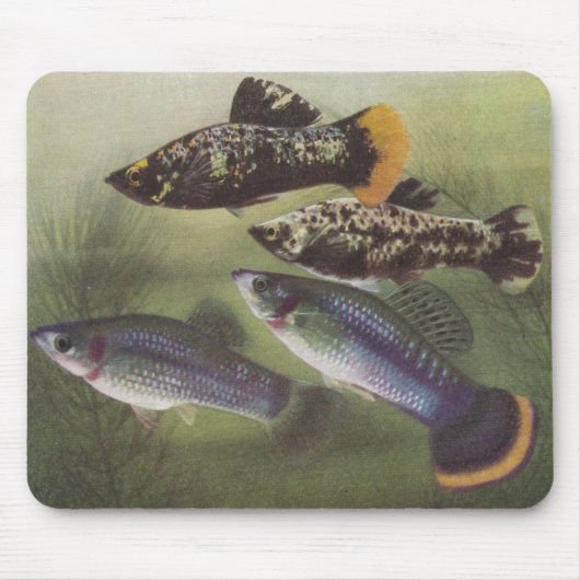Tapis De Souris Poisson - Mollies - Poecilia sphenops (Devant)