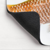 Tapis De Souris Poisson-perche (Puntius conchonius) (Coin)