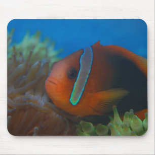 Tapis De Souris Poisson tropical rouge et noir