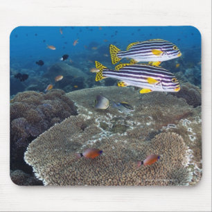 Tapis De Souris Poissons de Sweetlip