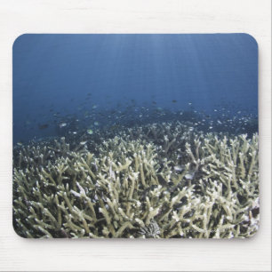 Tapis De Souris Poissons nageant au-dessus du récif mort