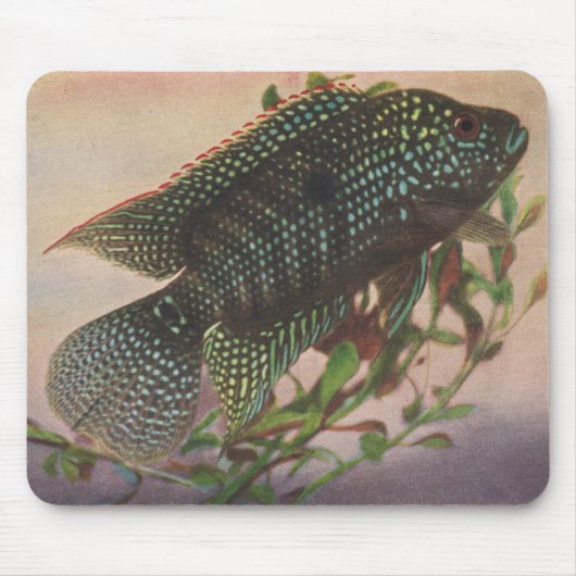 Tapis De Souris Poissons - octofasciatus de Jack Dempsey - (Devant)