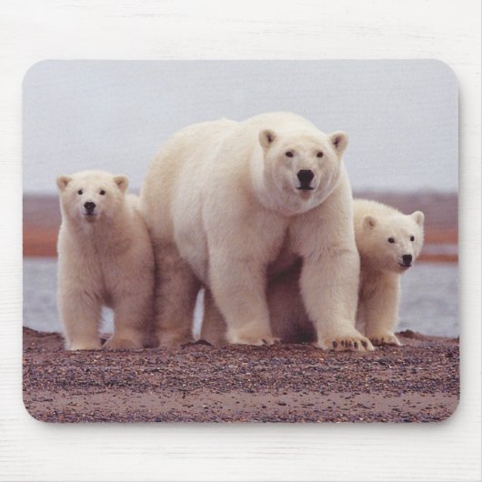 Tapis De Souris Polar Bear Mother and Cubs Photo (Devant)