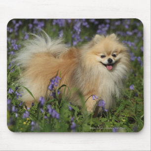 Tapis De Souris Pomeranian regardant l'appareil-photo dans les