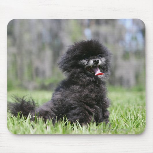 Tapis De Souris Pomeranian supérieur noir (Devant)