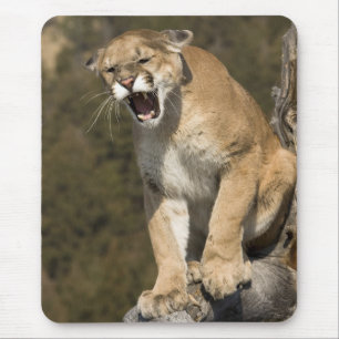 Tapis De Souris Pomme ou lion de montagne, pomme concolor, Captif 
