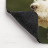 Tapis De Souris Poodle (blanc) 2 (Coin)