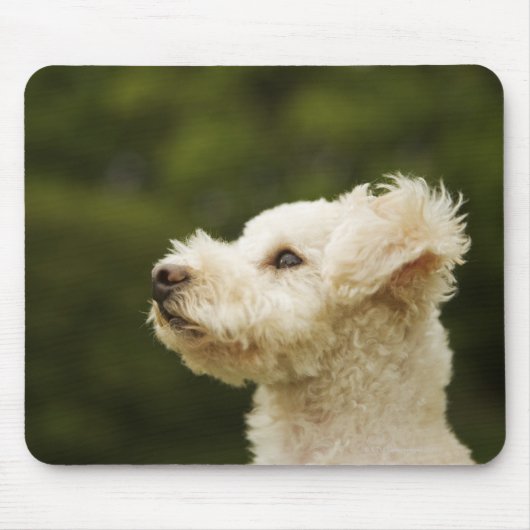 Tapis De Souris Poodle (blanc) 2 (Devant)
