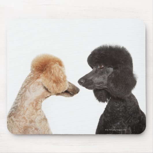 Tapis De Souris Poodles se regardant (Devant)