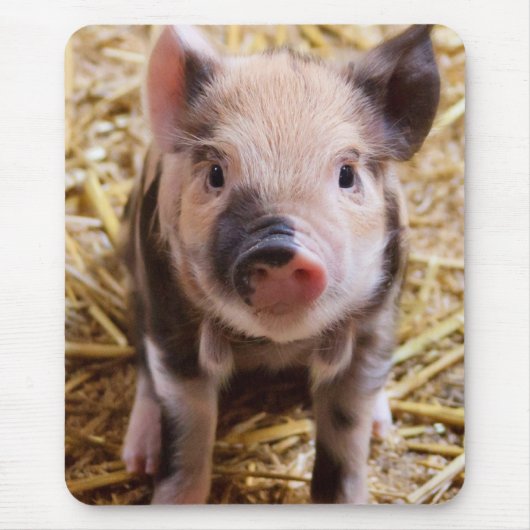 Tapis De Souris Porcelet (Devant)