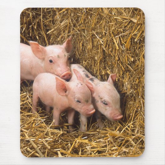 Tapis De Souris Porcelets (Devant)