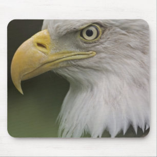 Tapis De Souris Portrait d'aigle à tête blanche adulte, Haliaeetus