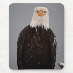 Tapis De Souris Portrait d'aigle royal dans la neige, Haliaeetus