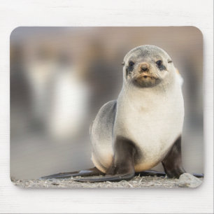 Tapis De Souris Portrait de bébé phoque sur la plage
