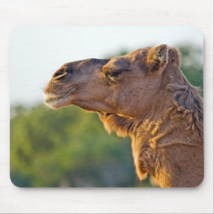Tapis De Souris Portrait de chameau