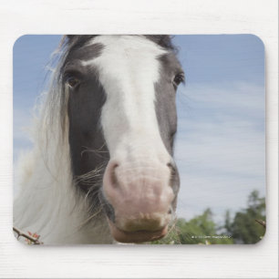 Tapis De Souris Portrait de cheval de Clydesdale