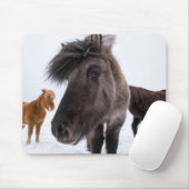 Tapis De Souris portrait de cheval islandais, Islande (Avec souris)
