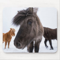 Portrait de cheval islandais, Islande
