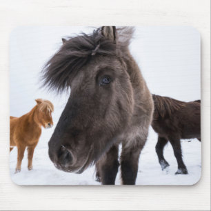 Tapis De Souris portrait de cheval islandais, Islande
