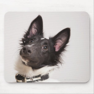 Tapis De Souris Portrait de chien de berger de Shetland noir et