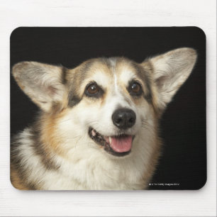 Tapis De Souris Portrait de corgi noir, brun et blanc