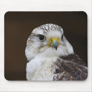 Tapis De Souris Portrait de Falco cherrug