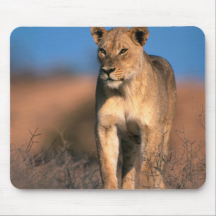 Tapis De Souris Portrait de lionne (Panthera Leo)