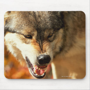 Tapis De Souris Portrait de loup grognant