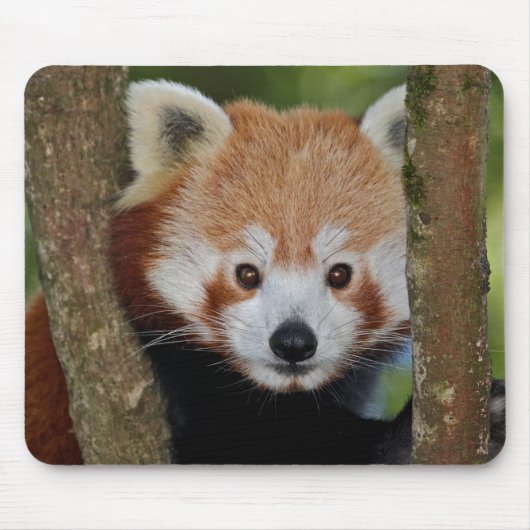 Tapis de souris portrait de Panda (Devant)