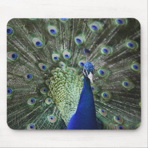 Tapis De Souris Portrait de paon avec des plumes