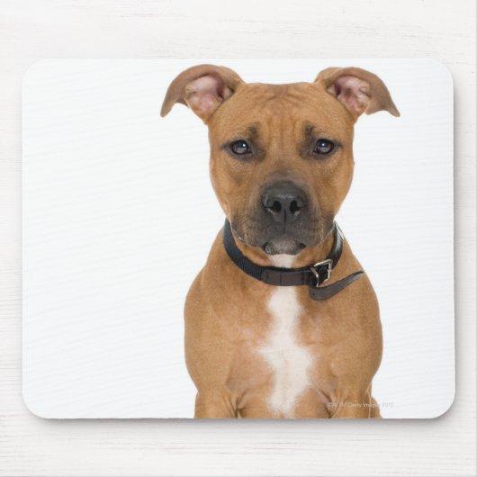 Tapis De Souris Portrait de studio américain pit bull puppy 3 (Devant)