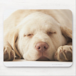 Tapis De Souris Portrait de studio de labrador retriever jaune