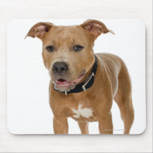 Tapis De Souris Portrait de studio du chiot américain 2 de pitbul