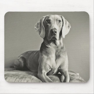 Tapis De Souris Portrait de Weimaraner